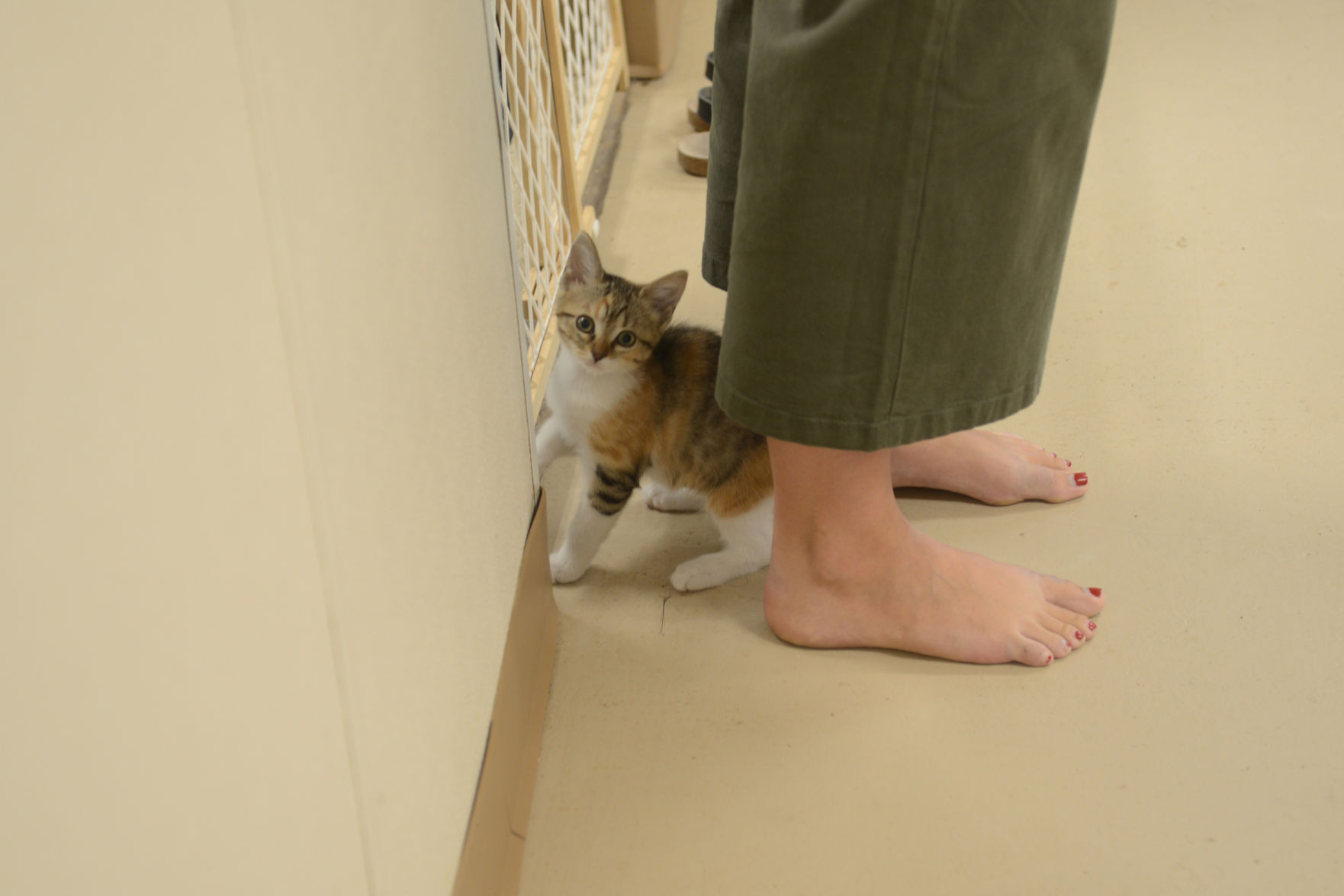 Cat Yoga at Aggieland Humane Society